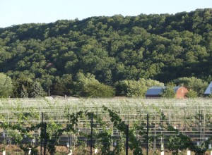 Niagara Escarpment and vineyards 